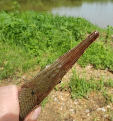 Lepisosteus platostomus