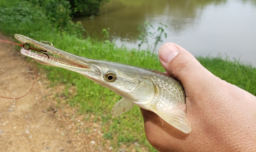 Shortnose Gar
