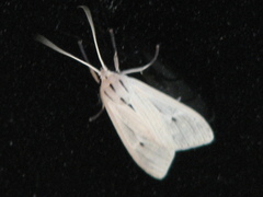 Agaraea semivitrea
