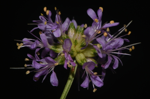 Image of Dalea feayi by (c) Brian Finzel, some rights reserved (CC BY-SA)