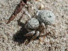 Habronattus amicus