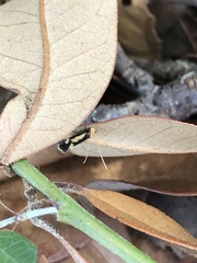 Isocorypha mediostriatella