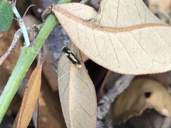 Isocorypha mediostriatella