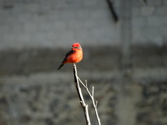 Pyrocephalus rubinus