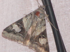 Melipotini