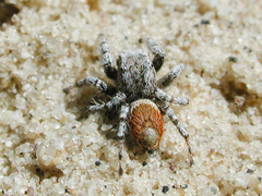 Habronattus amicus