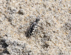 Cicindela latesignata