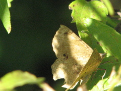 Erastria decrepitaria