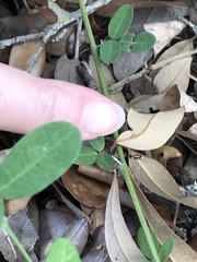 Isocorypha mediostriatella