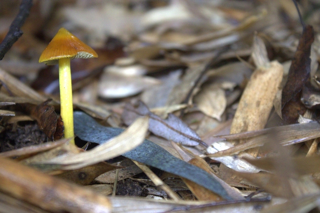 Hygrocybe conica · April 2025 · photo: © dano_alvarado_pincheira (iNaturalist, cc-by-nc)