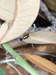 Isocorypha mediostriatella