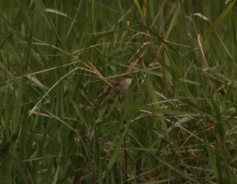 Yellow-chinned Spinetail