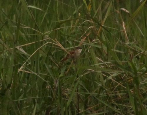 Yellow-chinned Spinetail