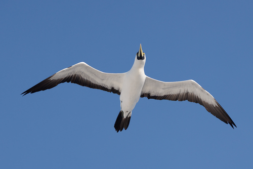 Masked Booby (Sula dactylatra)