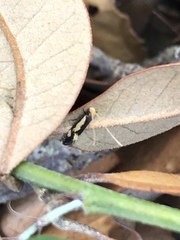 Isocorypha mediostriatella