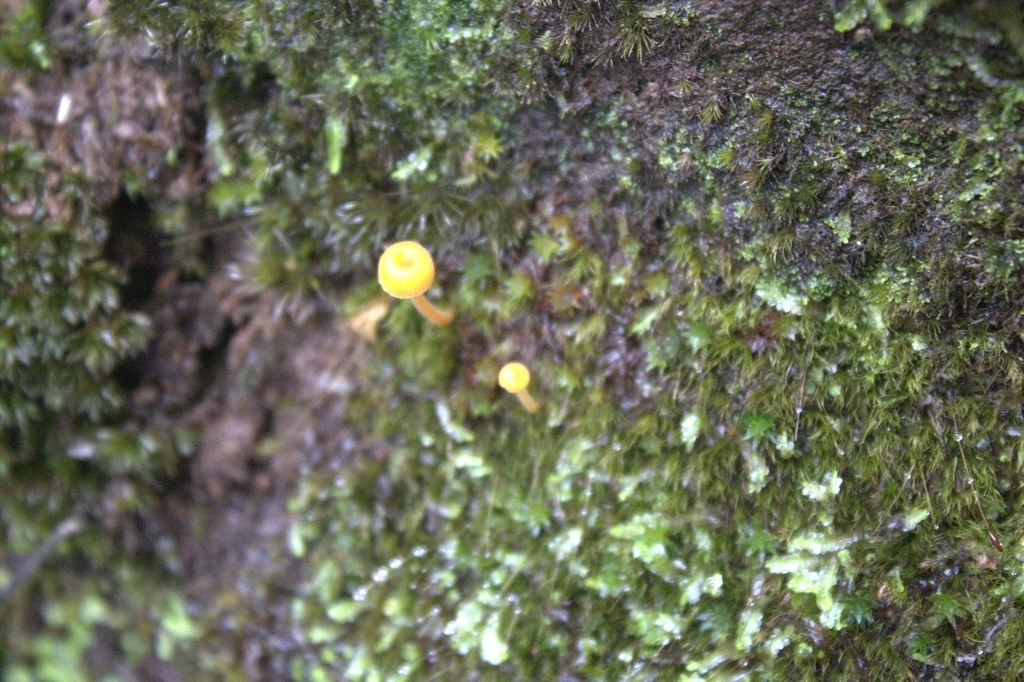 Rickenella fibula · April 2025 · photo: © dano_alvarado_pincheira (iNaturalist, cc-by-nc)