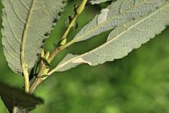 Phyllonorycter salictella