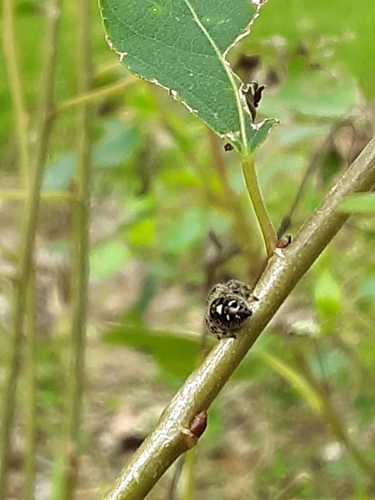 Bold Jumping Spider photographed in Montana