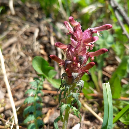 Albert's lousewort (Pedicularis alberti)
