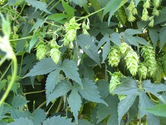 Humulus lupulus neomexicanus