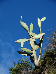 Opuntia