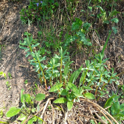 Euphorbia lamprocarpa, photograph 2