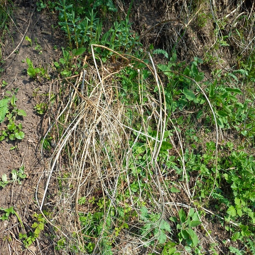 Euphorbia lamprocarpa, photograph 3