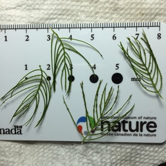 Myriophyllum sibiricum