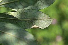 Phyllonorycter salictella