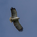 Mantled Hawk - Photo (c) Eden Fontes, some rights reserved (CC BY-NC), uploaded by Eden Fontes