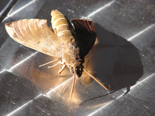Fig Sphinx photo 5