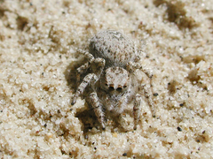 Habronattus amicus