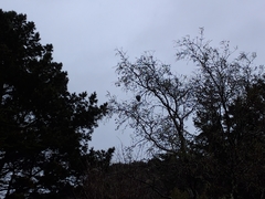 Hemiphaga novaeseelandiae