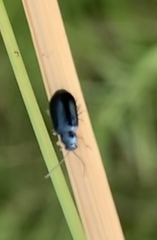 Alticina