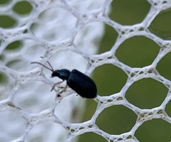 Alticina