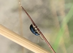 Alticina