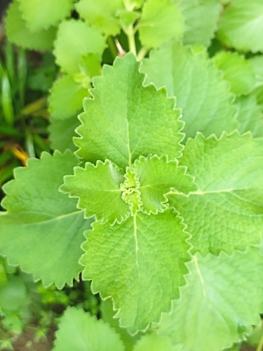 Menta negra