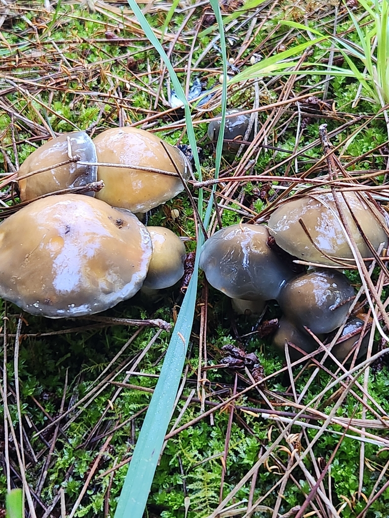Suillus pungens · April 2025 · photo: © caroline1426 (iNaturalist, CC)