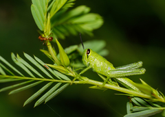 Cyrtacanthacridini