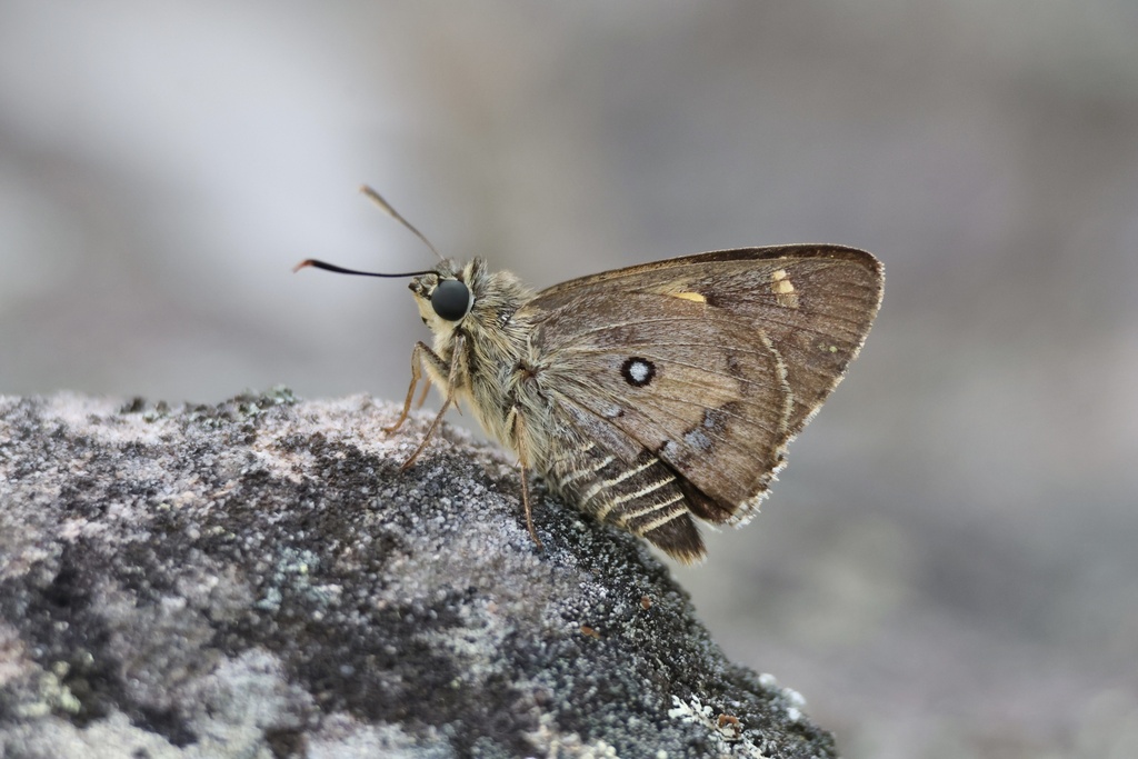 Sandstone Ochre