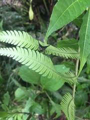 Micrathena stuebeli