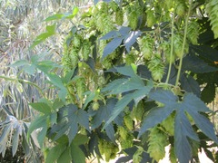 Humulus lupulus neomexicanus
