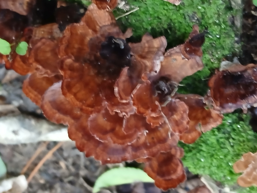 Podoscypha petalodes · April 2025 · photo: © claire_grace83 (iNaturalist, cc-by)