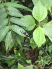 Micrathena stuebeli