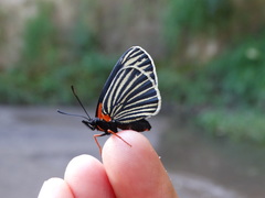 Chlosyne ehrenbergii