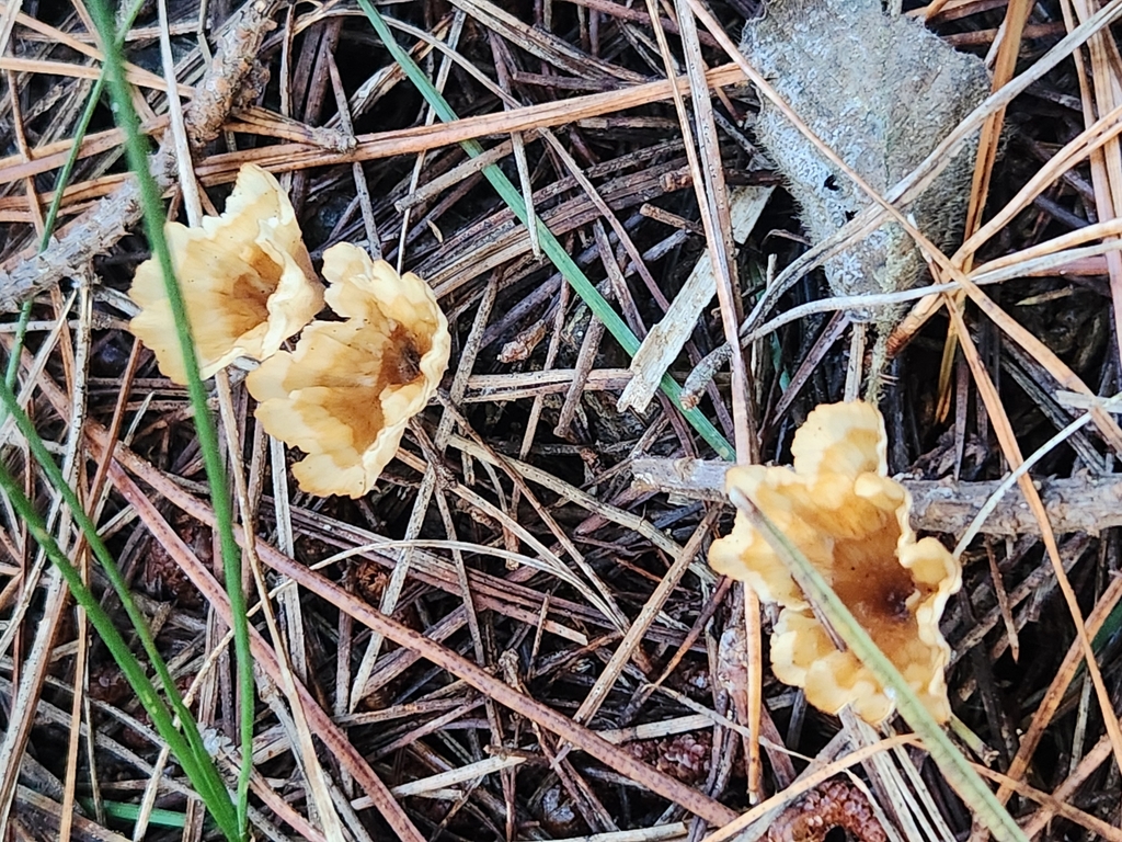 Podoscypha petalodes · April 2025 · photo: © caroline1426 (iNaturalist, CC)