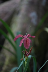Iris × nelsonii, photograph (c) Brandon Johnson, some rights reserved (CC BY)