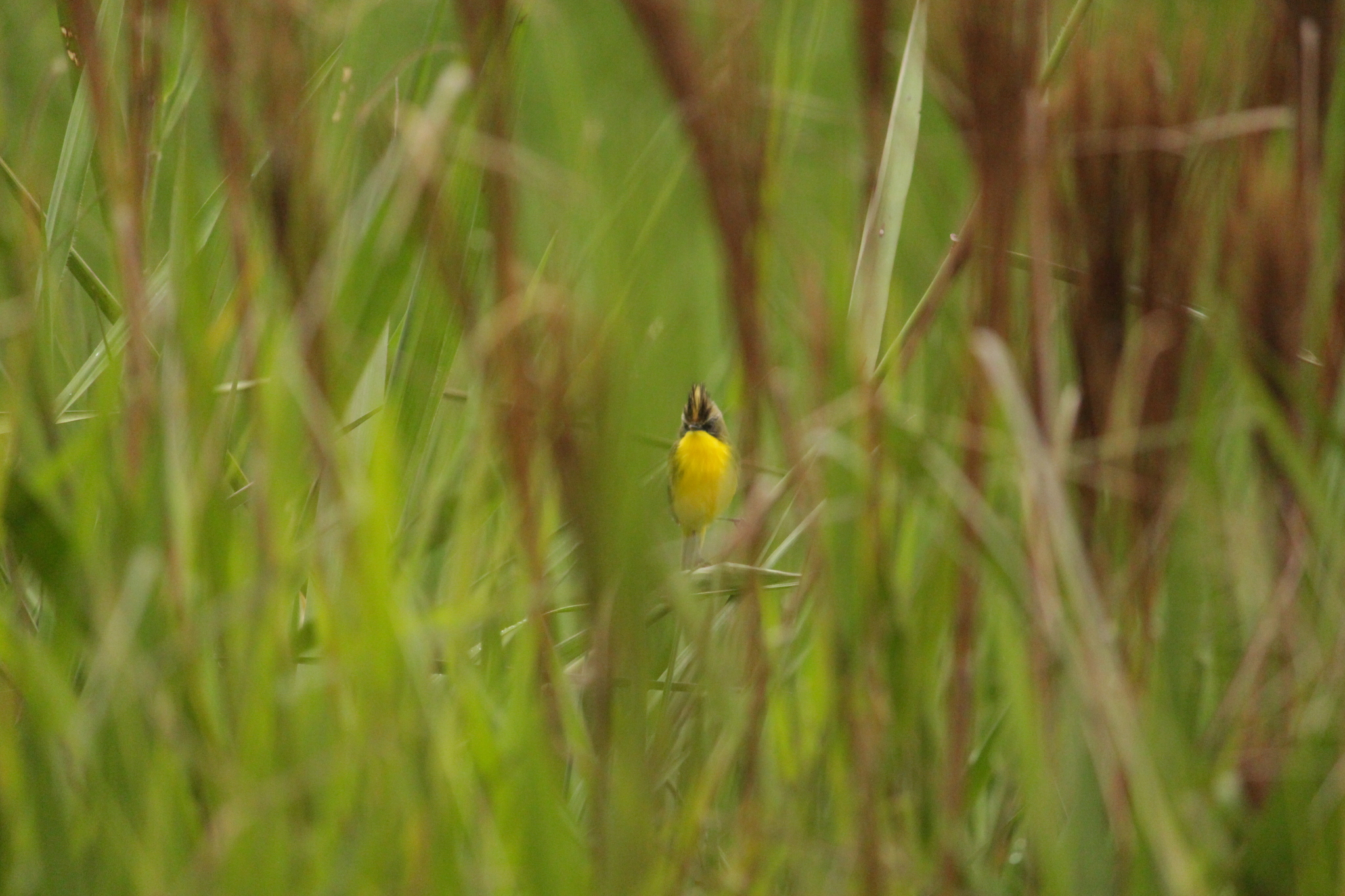 Crested Doradito (Pseudocolopteryx sclateri), photo 2