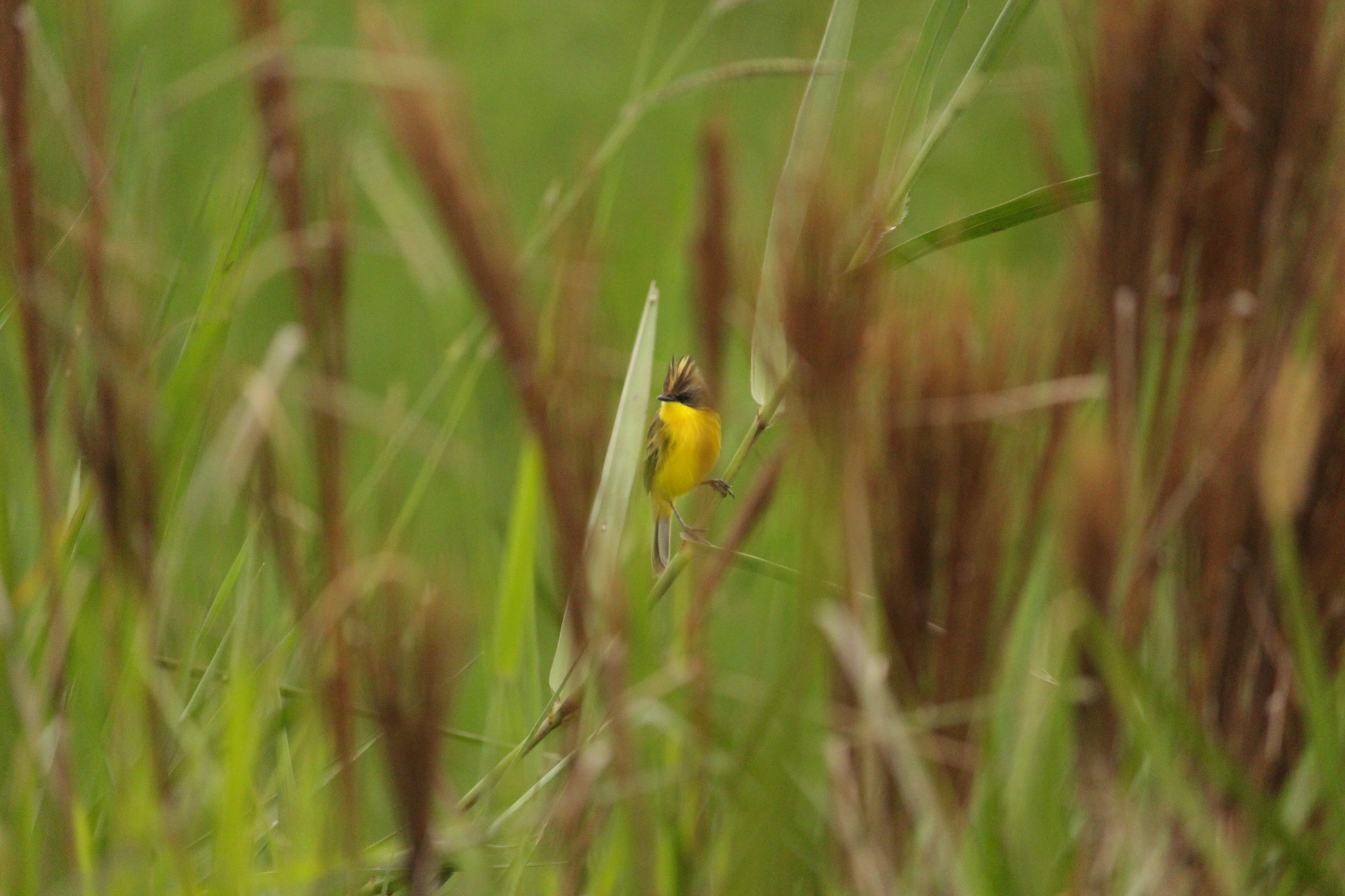 Crested Doradito (Pseudocolopteryx sclateri), photo 9