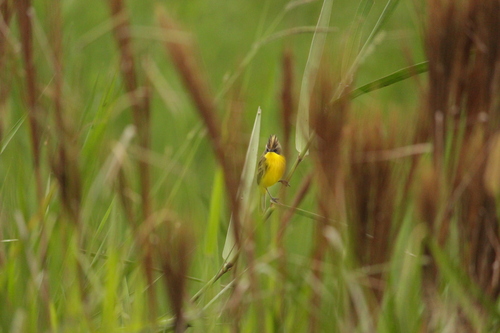 Crested Doradito (Pseudocolopteryx sclateri)